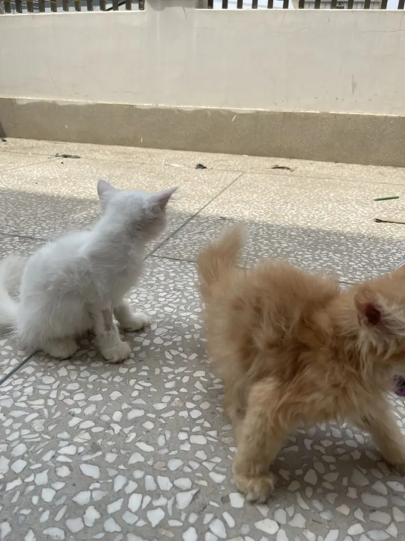 Persian and ginger Pair — photo 3