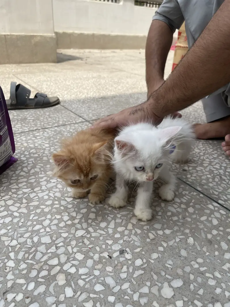 Persian and ginger Pair — photo 4