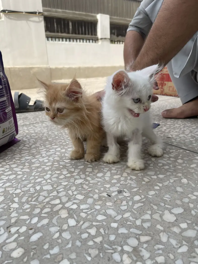 Persian and ginger Pair — photo 5
