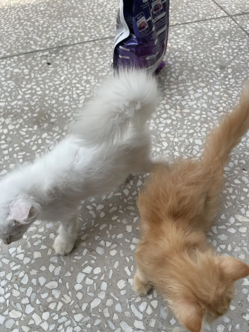 Persian and ginger Pair — photo 6