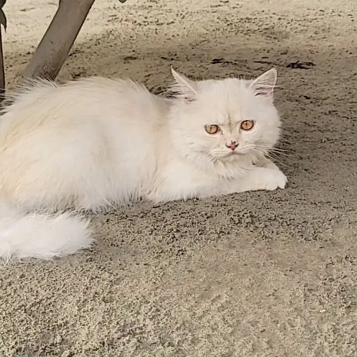 Presian white male — photo 2
