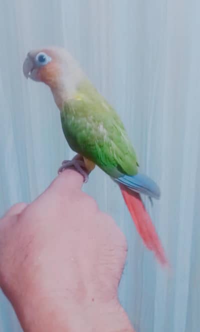 Handtamed+flytamed pineapple conure cargo possible 0337,51,90,943