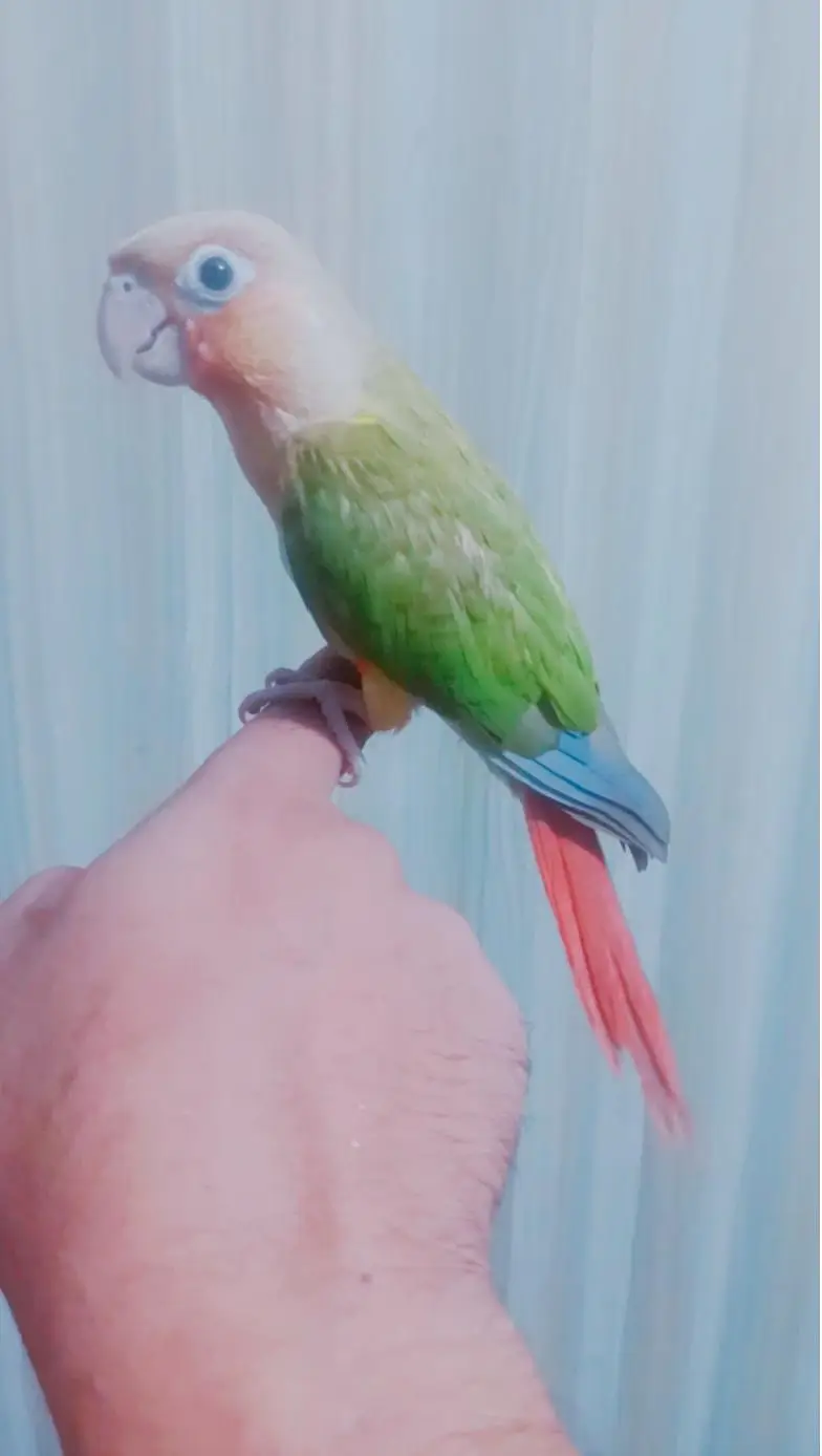Handtamed+flytamed pineapple conure cargo possible 0337,51,90,943 — photo 2