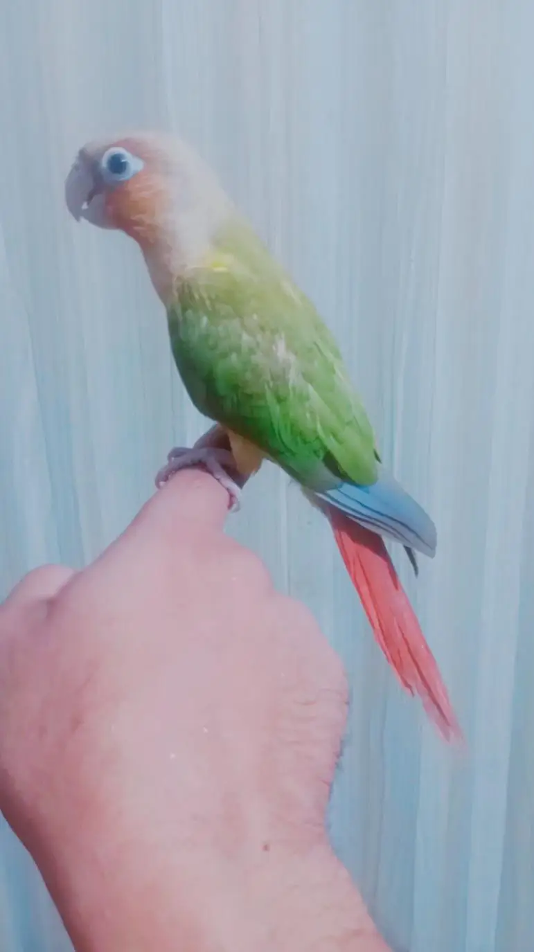 Handtamed+flytamed pineapple conure cargo possible 0337,51,90,943 — photo 3