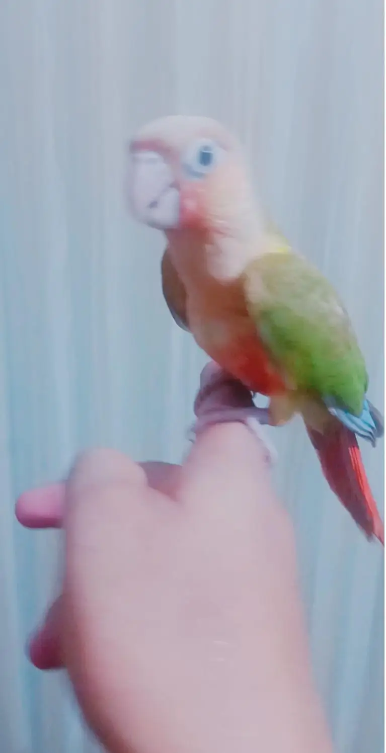 Handtamed+flytamed pineapple conure cargo possible 0337,51,90,943 — photo 4