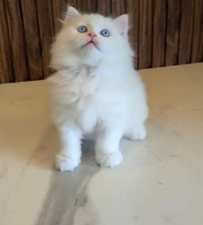 (Persian female kitten) (for sale all) (Pakistan delivery available)