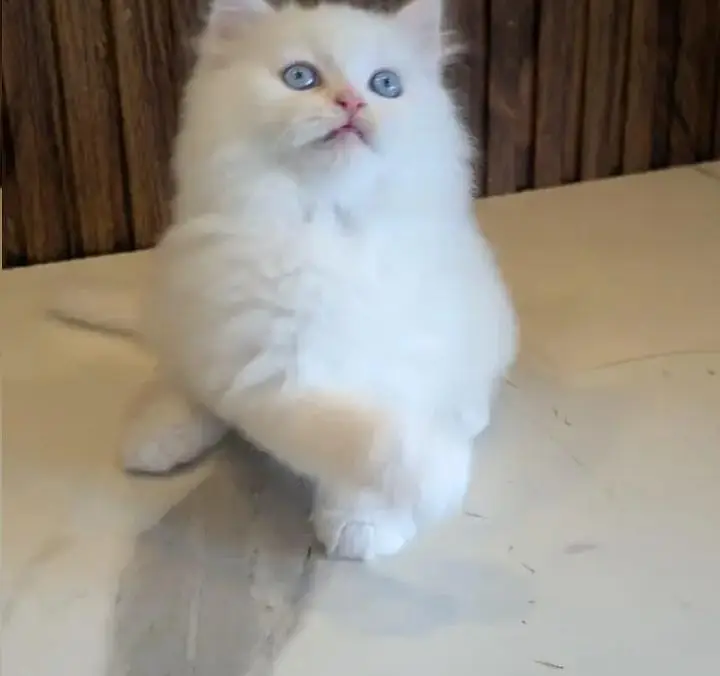 (Persian female kitten) (for sale all) (Pakistan delivery available) — photo 2