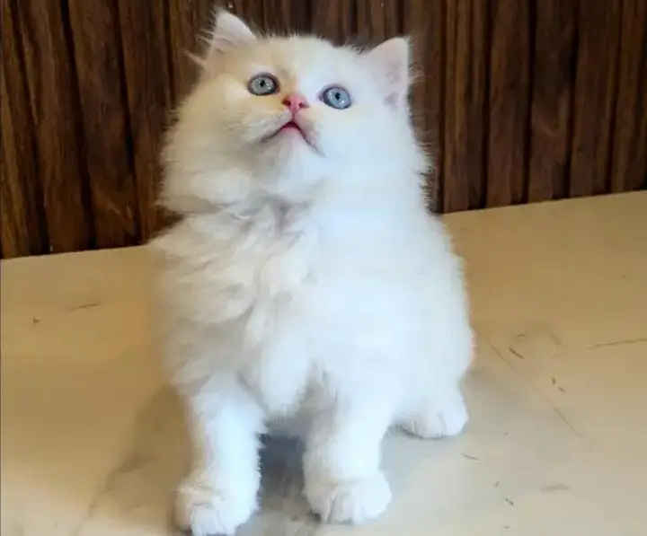 (Persian female kitten) (for sale all) (Pakistan delivery available) — photo 3