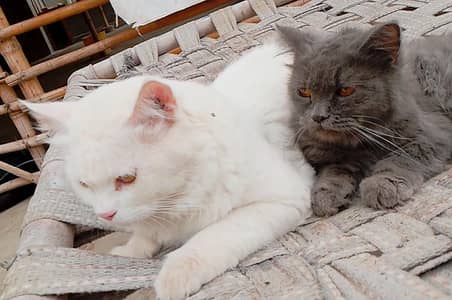 cats sale Persian cat triple coated white and grey pair