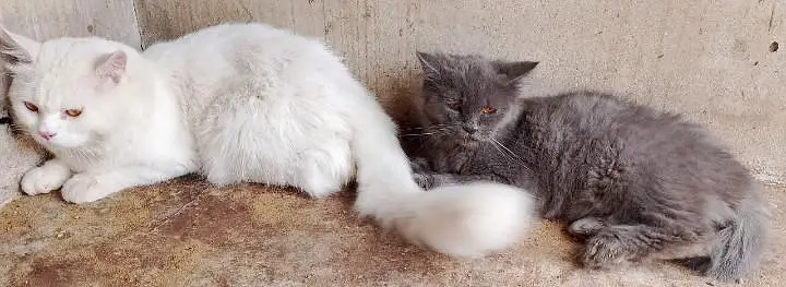 cats sale Persian cat triple coated white and grey pair — photo 2