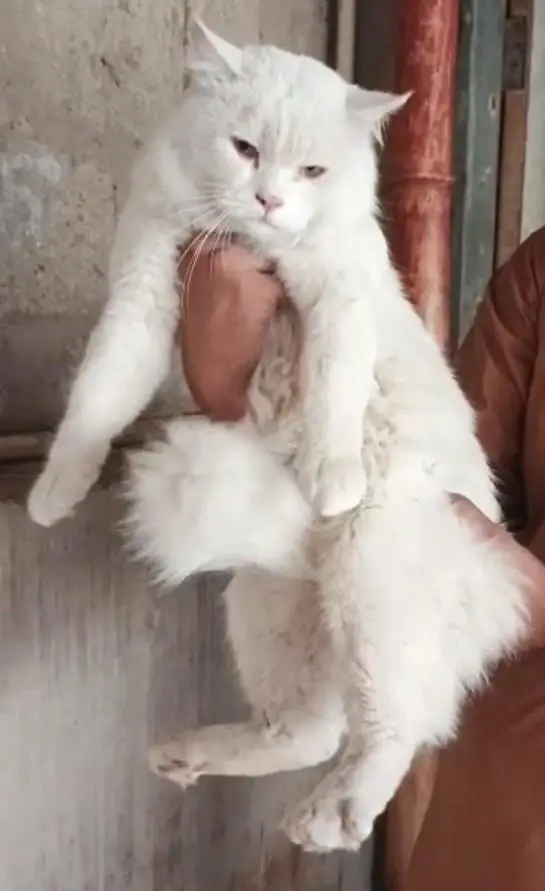 cats sale Persian cat triple coated white and grey pair — photo 4