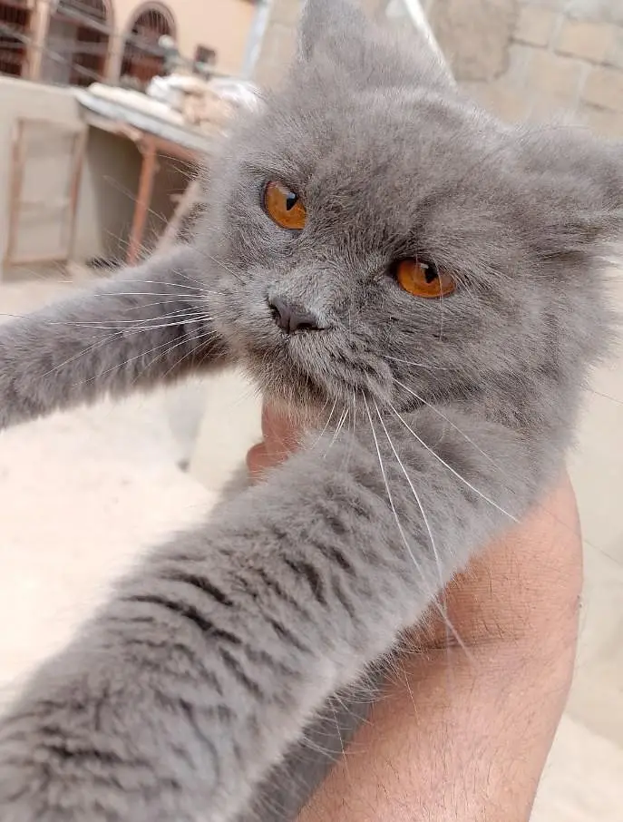 cats sale Persian cat triple coated white and grey pair — photo 5
