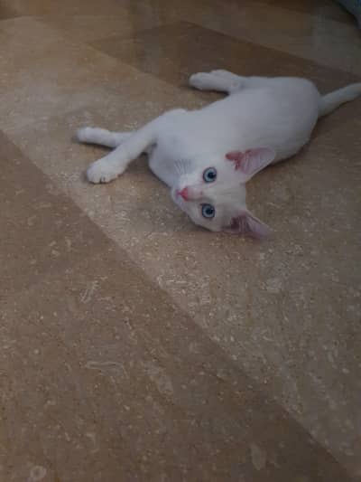 turkish angura kitten
