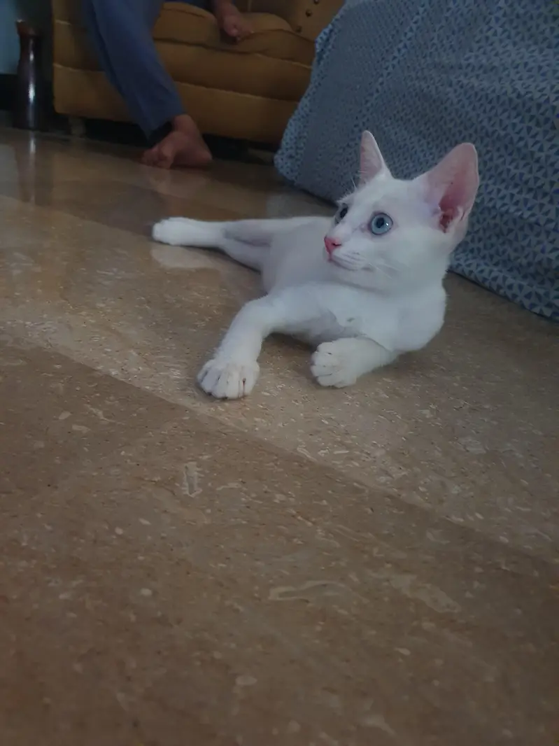 turkish angura kitten — photo 2