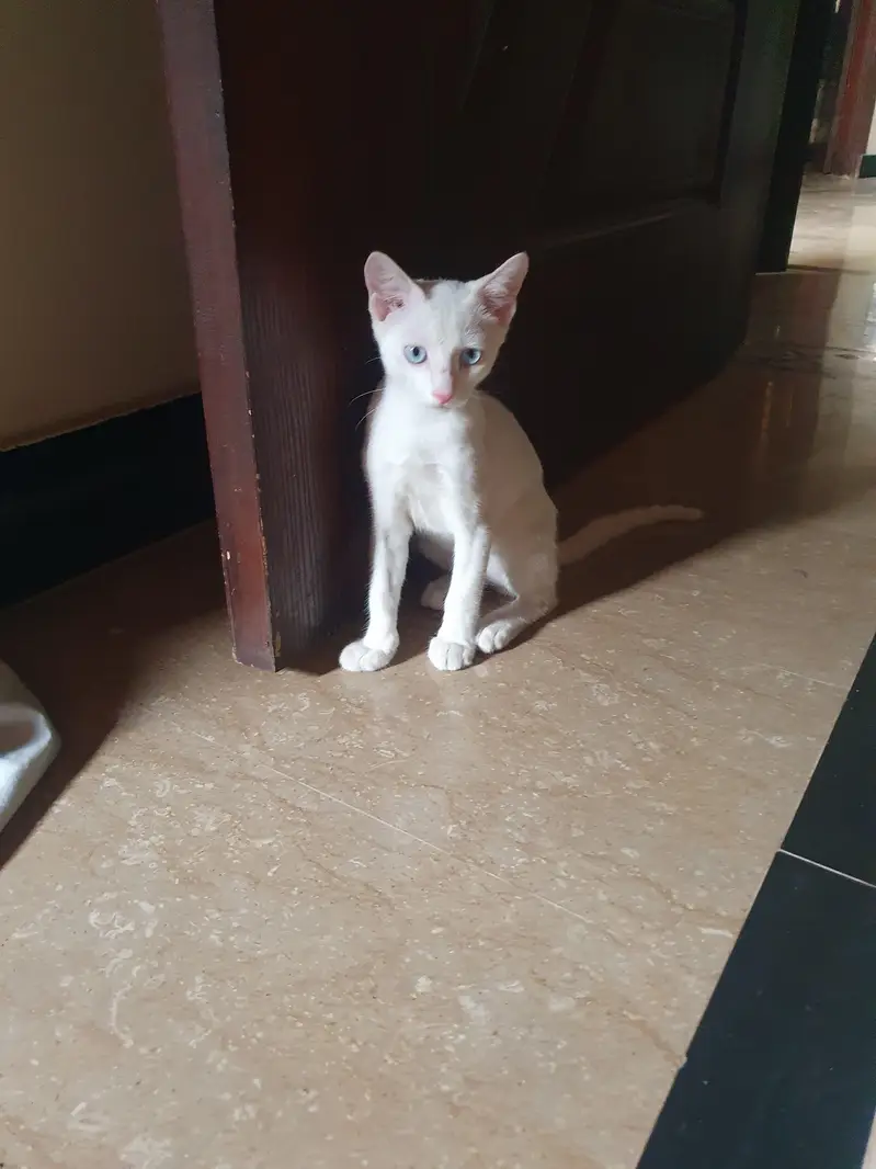 turkish angura kitten — photo 3