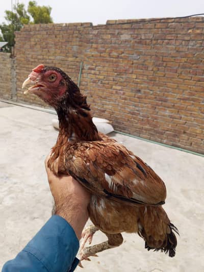 Aseel 5 chicks with mother contact only whatsapp 03145065986