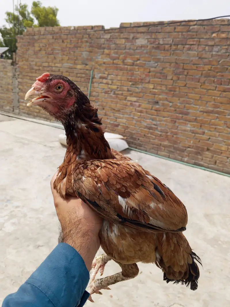 Aseel 5 chicks with mother contact only whatsapp 03145065986
