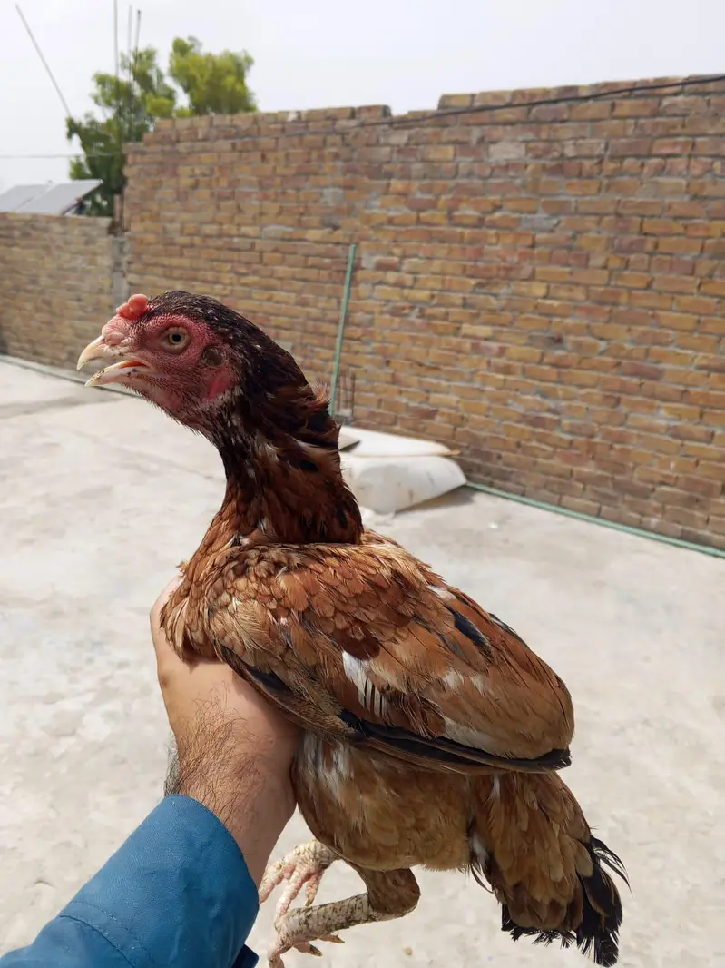 Aseel 5 chicks with mother contact only whatsapp 03145065986 — photo 2