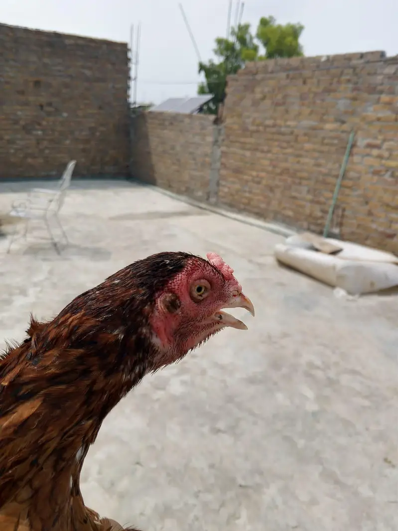 Aseel 5 chicks with mother contact only whatsapp 03145065986 — photo 3
