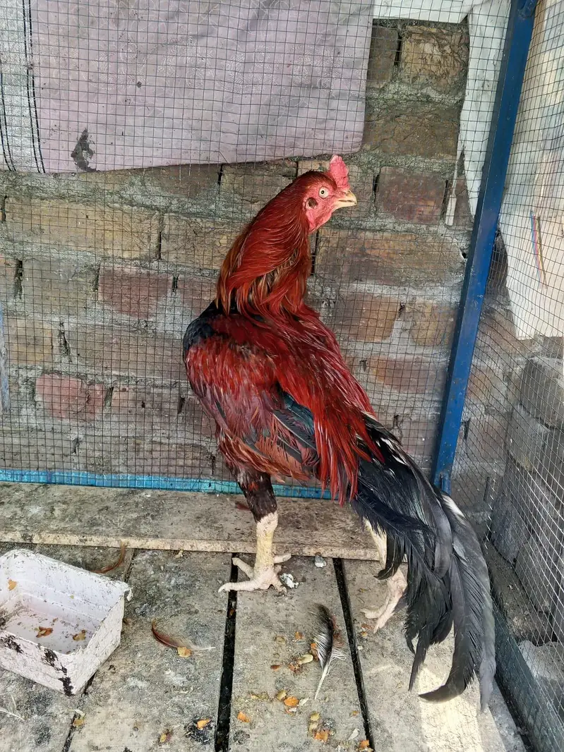 Aseel 5 chicks with mother contact only whatsapp 03145065986 — photo 4