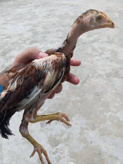 Aseel 5 chicks contact only whatsapp 03145065986