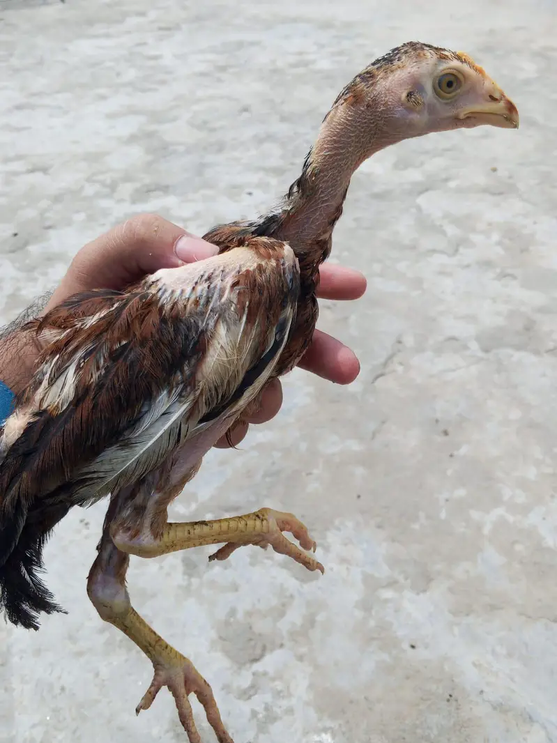 Aseel 5 chicks with mother contact only whatsapp 03145065986 — photo 5