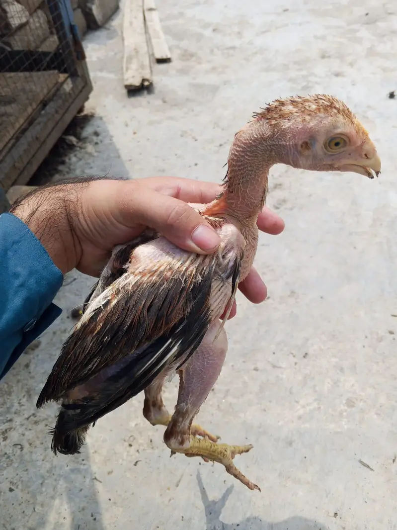 Aseel 5 chicks with mother contact only whatsapp 03145065986 — photo 6