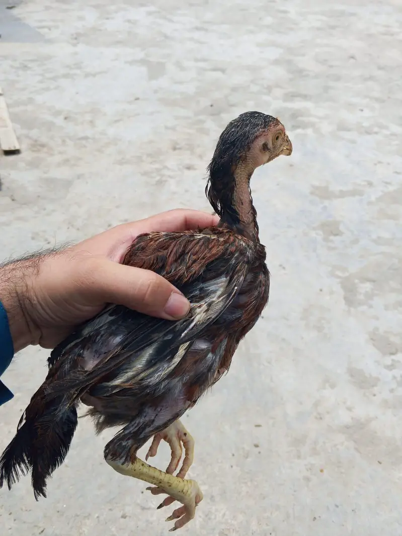 Aseel 5 chicks with mother contact only whatsapp 03145065986 — photo 7