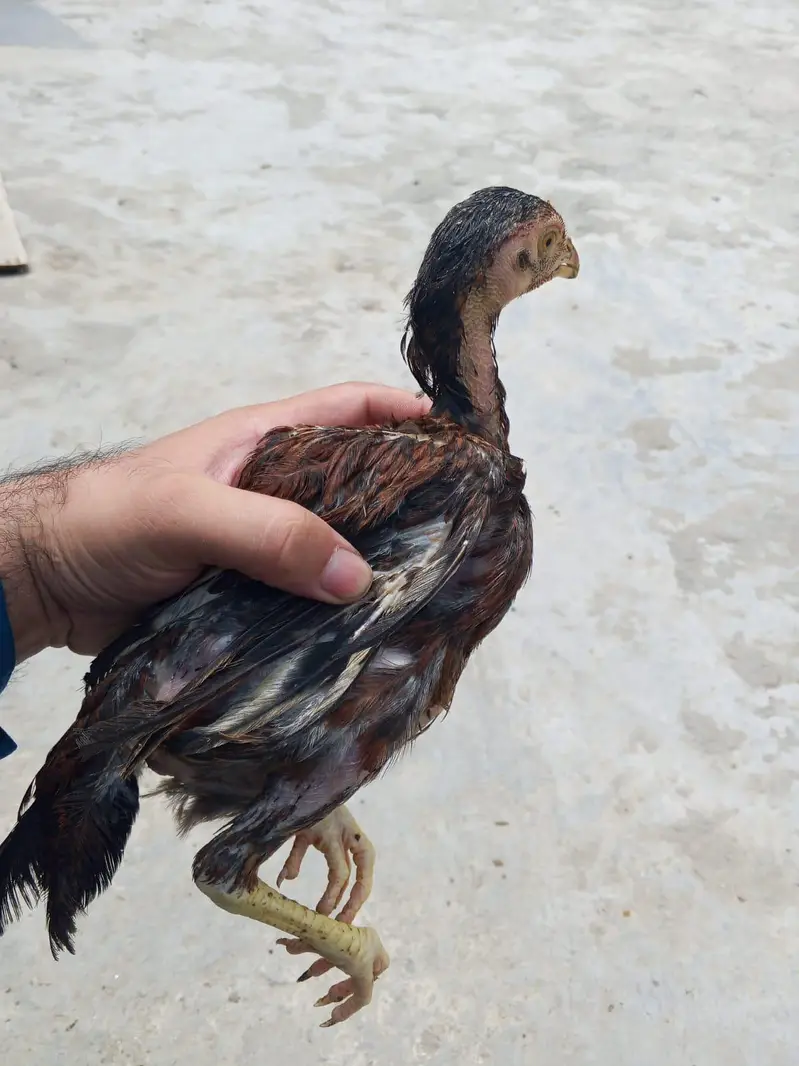Aseel 5 chicks with mother contact only whatsapp 03145065986 — photo 8