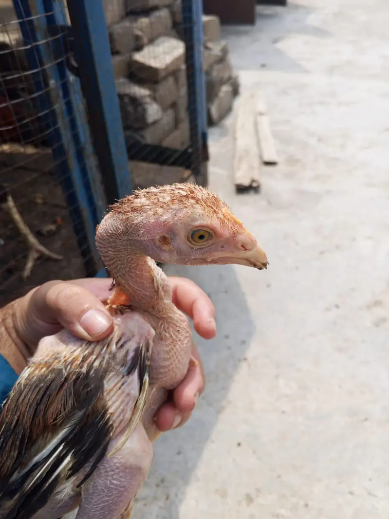 Aseel 5 chicks with mother contact only whatsapp 03145065986 — photo 9