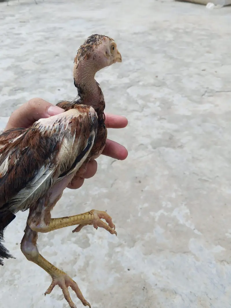 Aseel 5 chicks with mother contact only whatsapp 03145065986 — photo 10