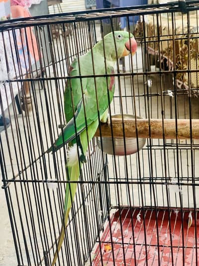 Kashmiri Raw parrot female breader talking