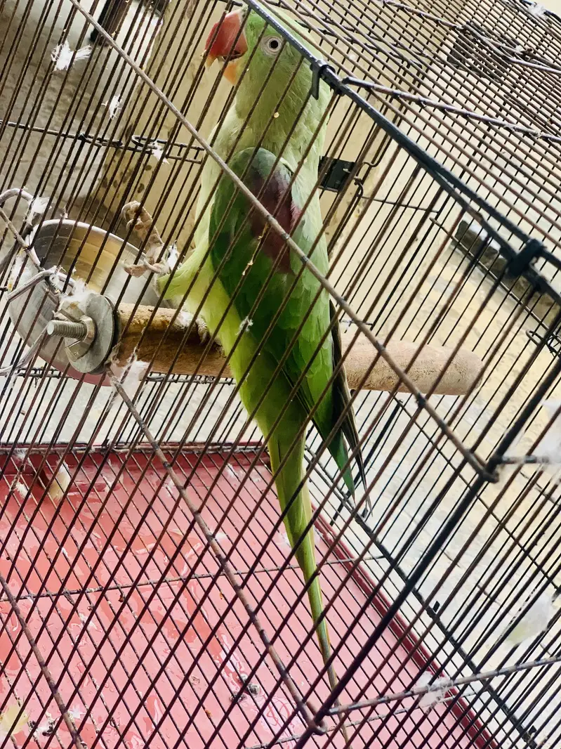 Kashmiri Raw parrot female breader talking — photo 2