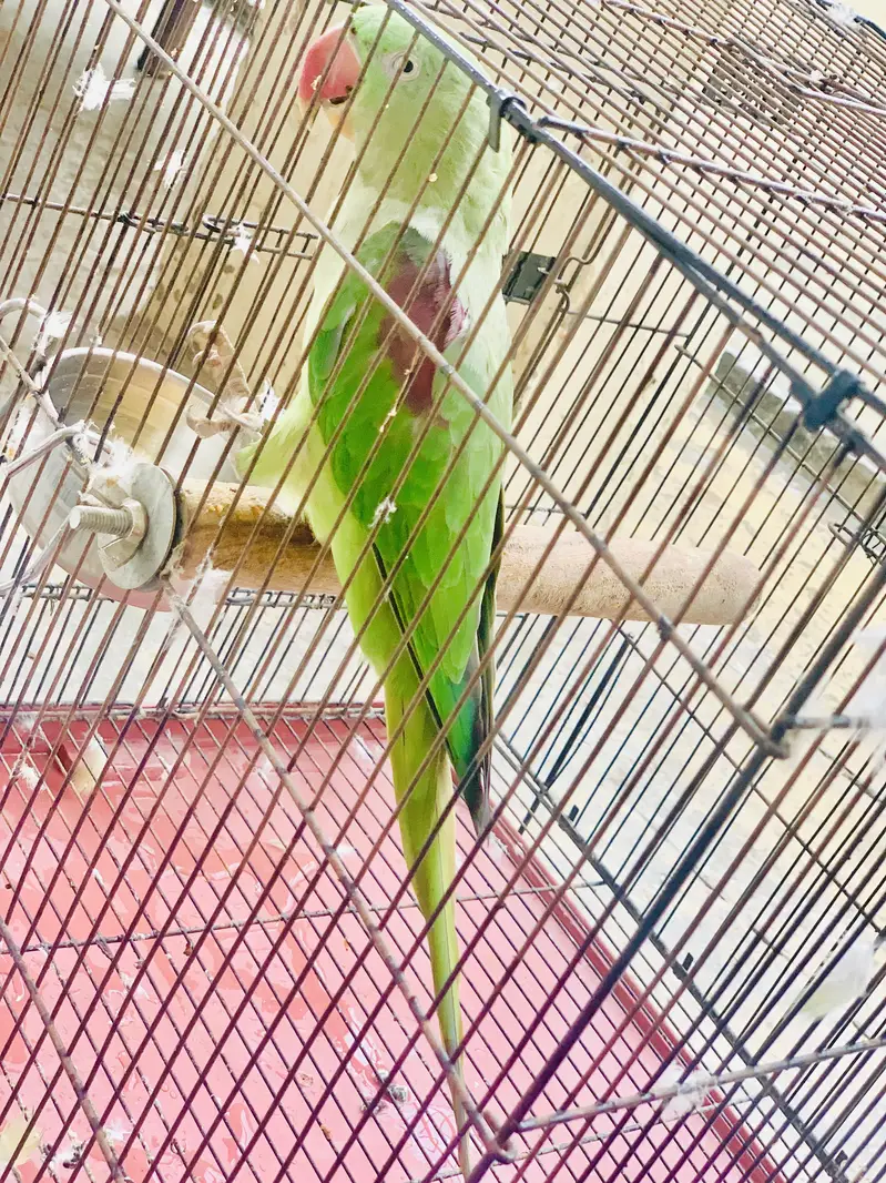 Kashmiri Raw parrot female breader talking — photo 3