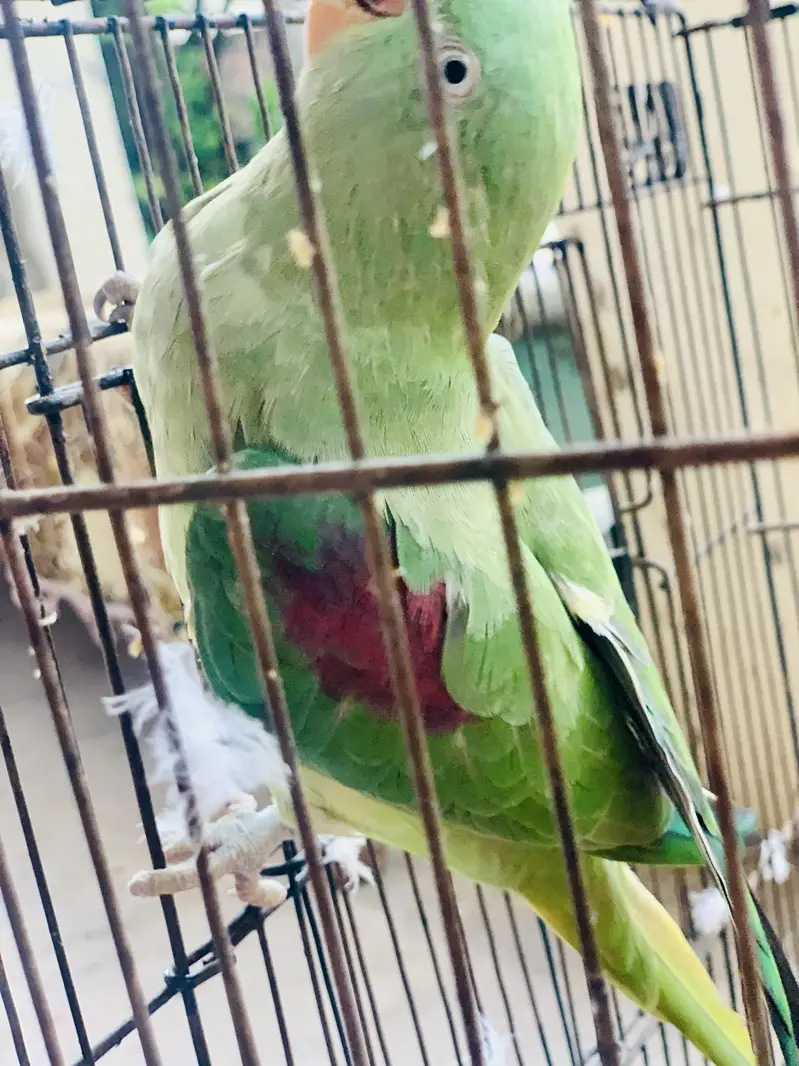 Kashmiri Raw parrot female breader talking — photo 4