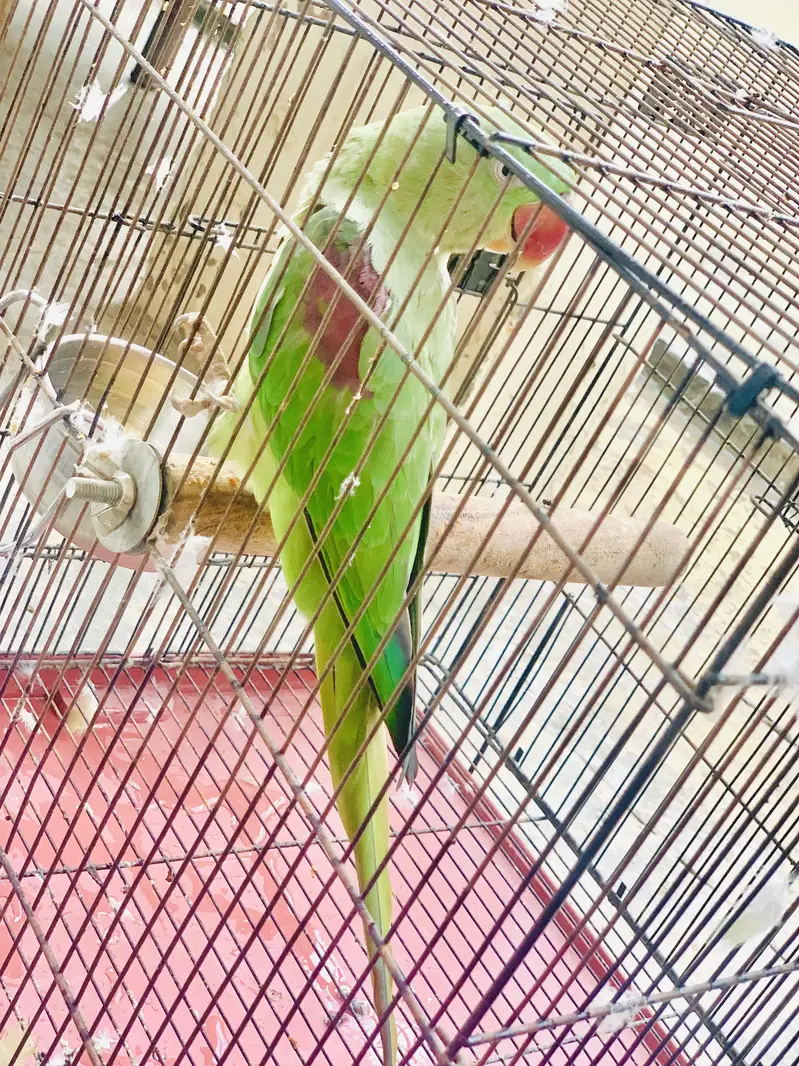 Kashmiri Raw parrot female breader talking — photo 7