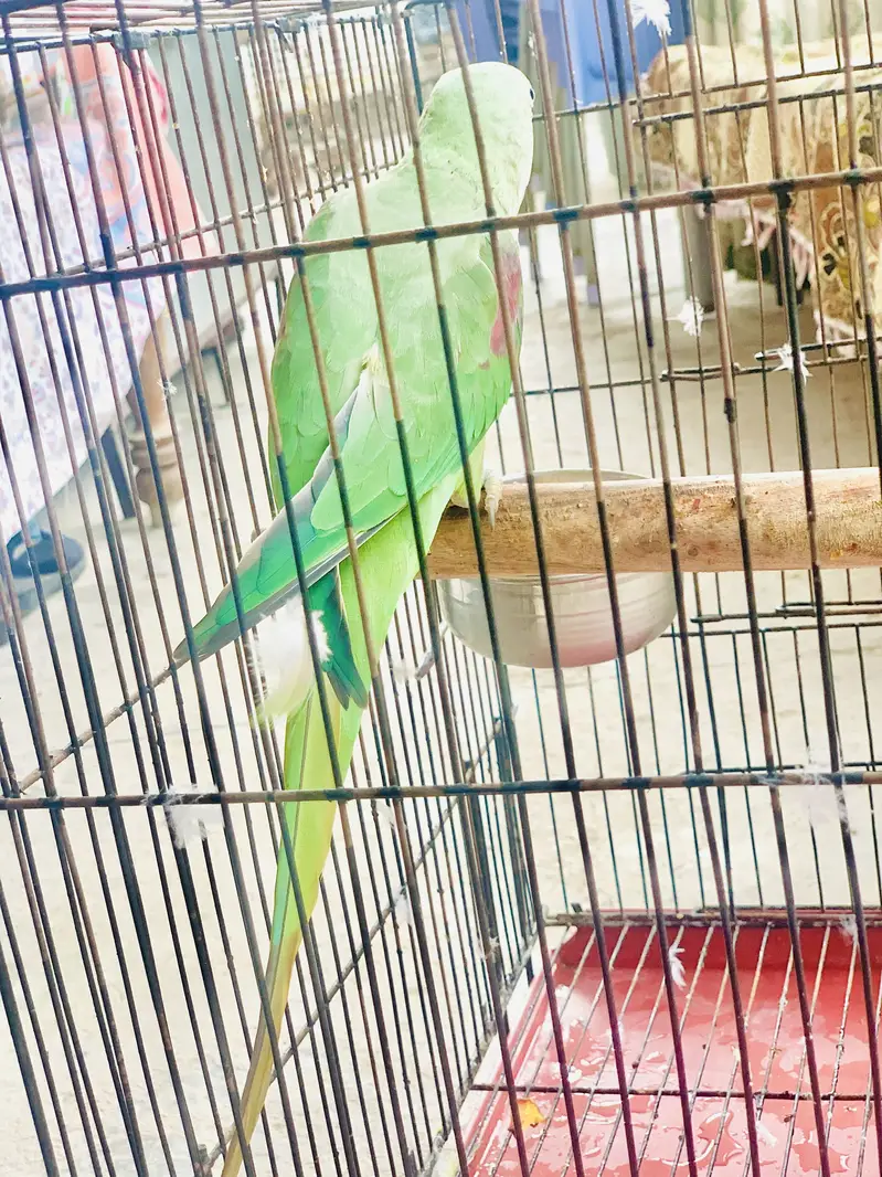 Kashmiri Raw parrot female breader talking — photo 8