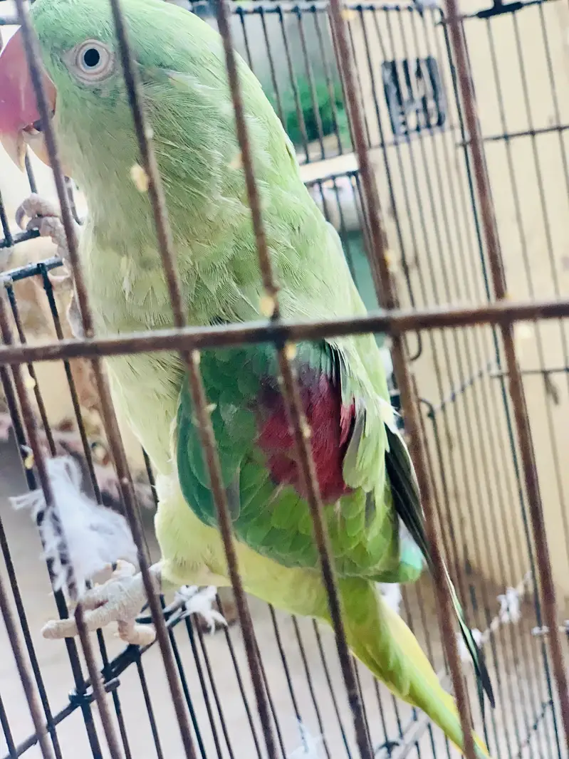Kashmiri Raw parrot female breader talking — photo 9