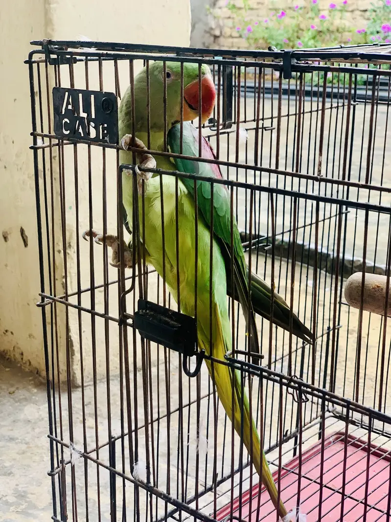 Kashmiri Raw parrot female breader talking — photo 10