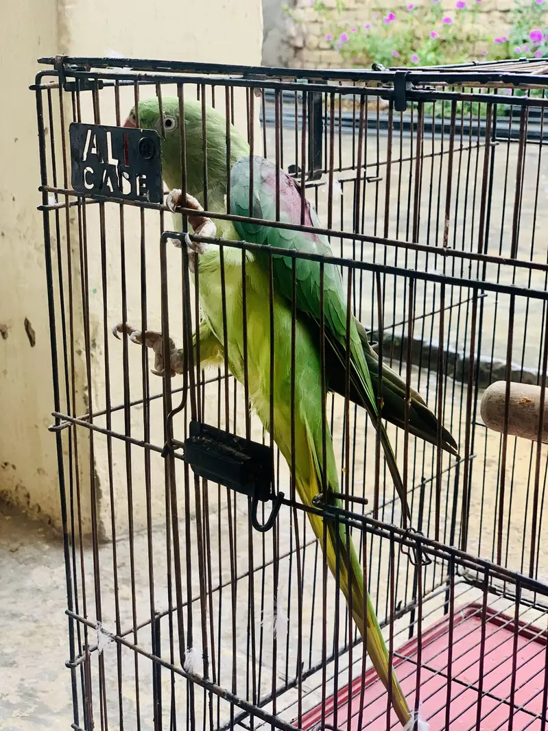 Kashmiri Raw parrot female breader talking — photo 12