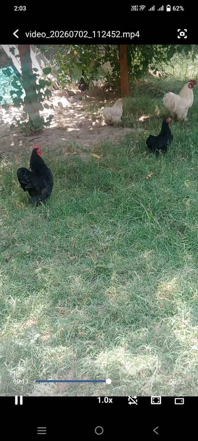 2 Bantam jora black and white for sale