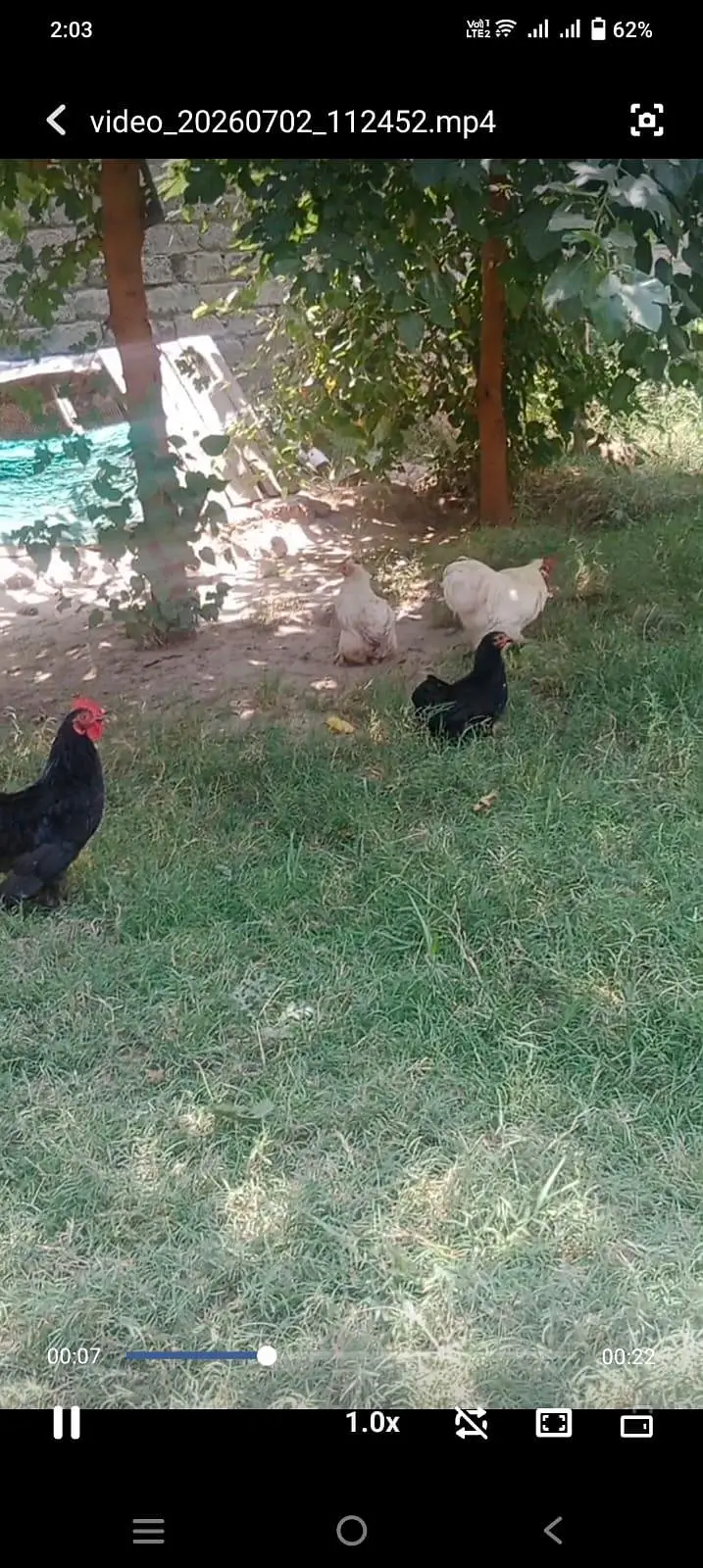 2 Bantam jora black and white for sale — photo 2