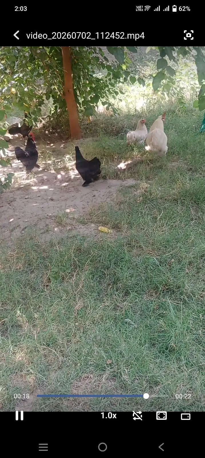 2 Bantam jora black and white for sale — photo 3