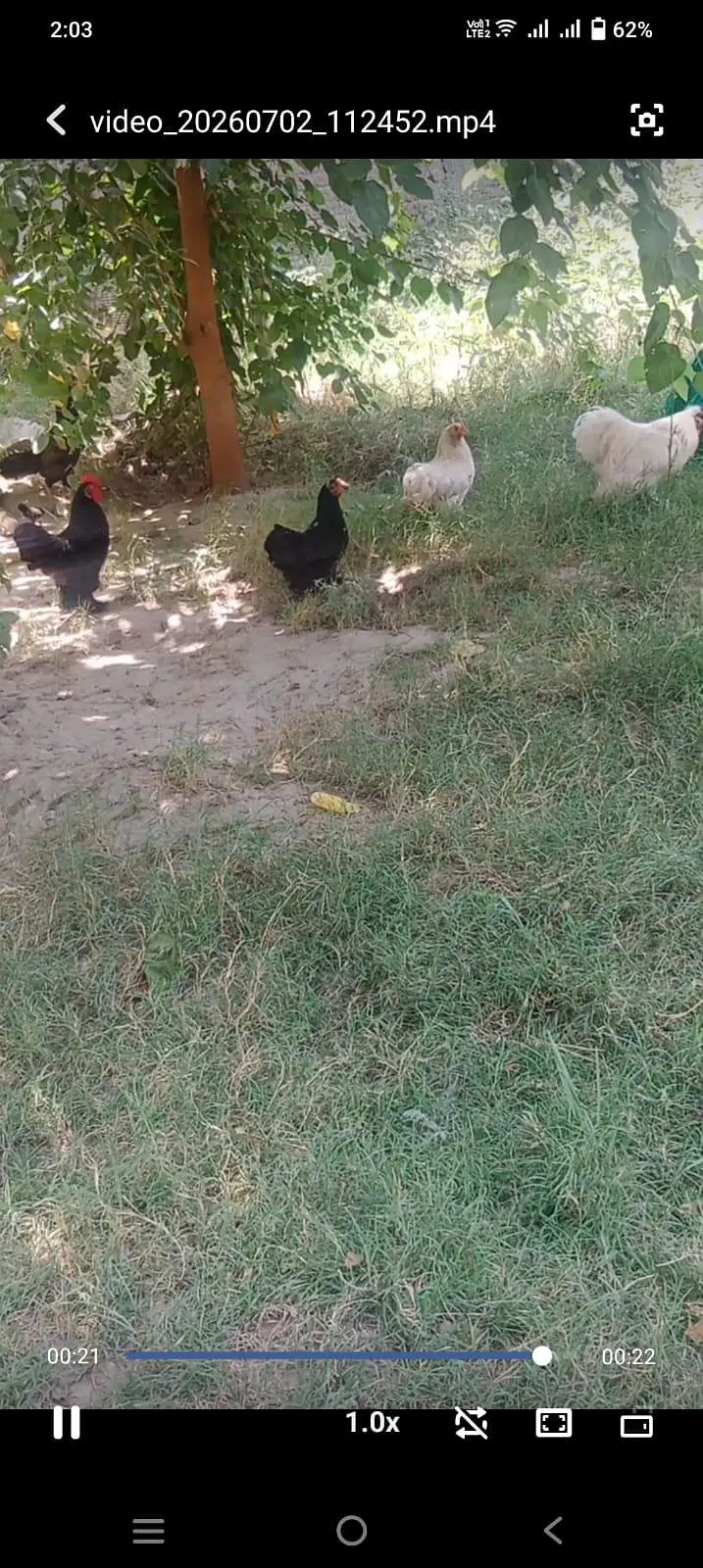 2 Bantam jora black and white for sale — photo 4