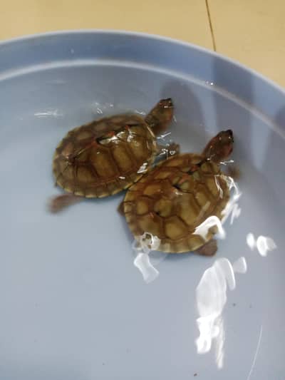 Pair of Turtles 