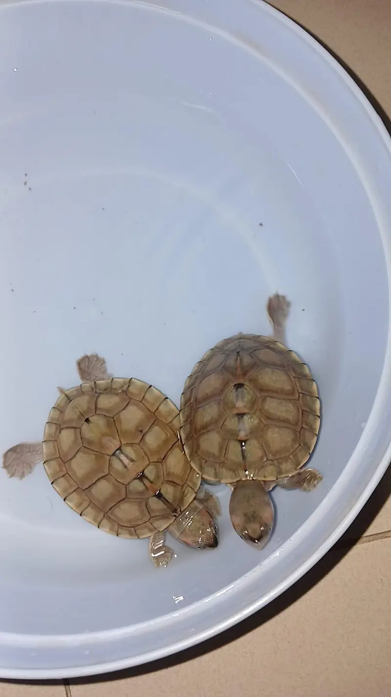 Pair of Turtles  — photo 2