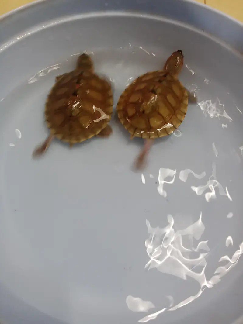 Pair of Turtles  — photo 3