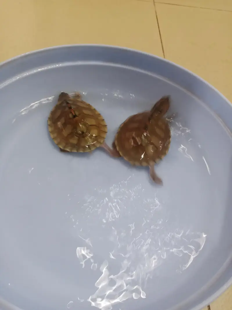 Pair of Turtles  — photo 4