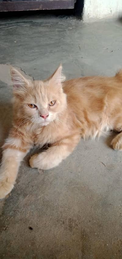 Paid Adoption of Persian Kittens