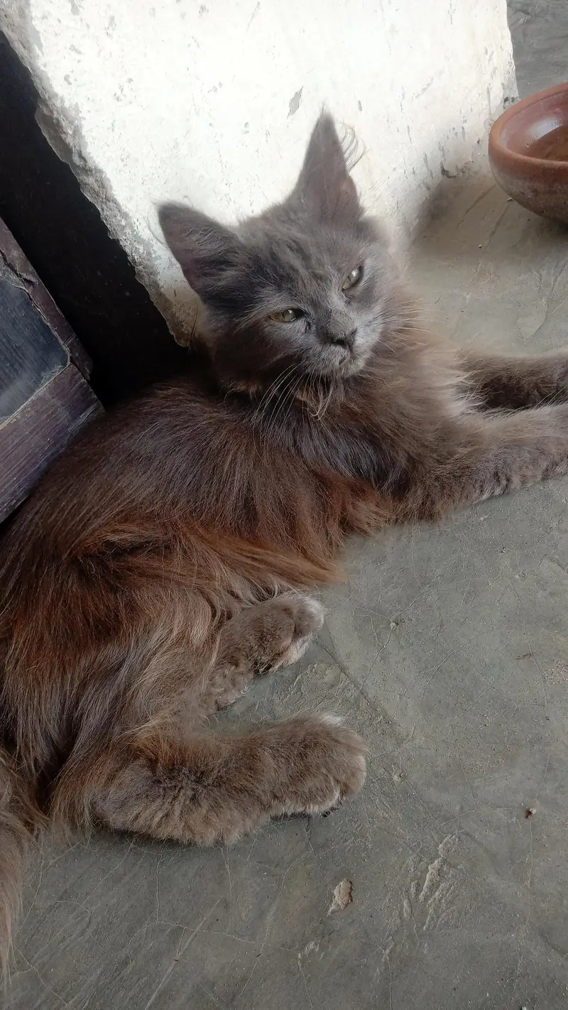 Paid Adoption of Persian Kittens — photo 2